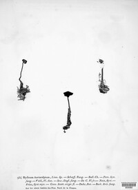 Auriscalpium vulgare image